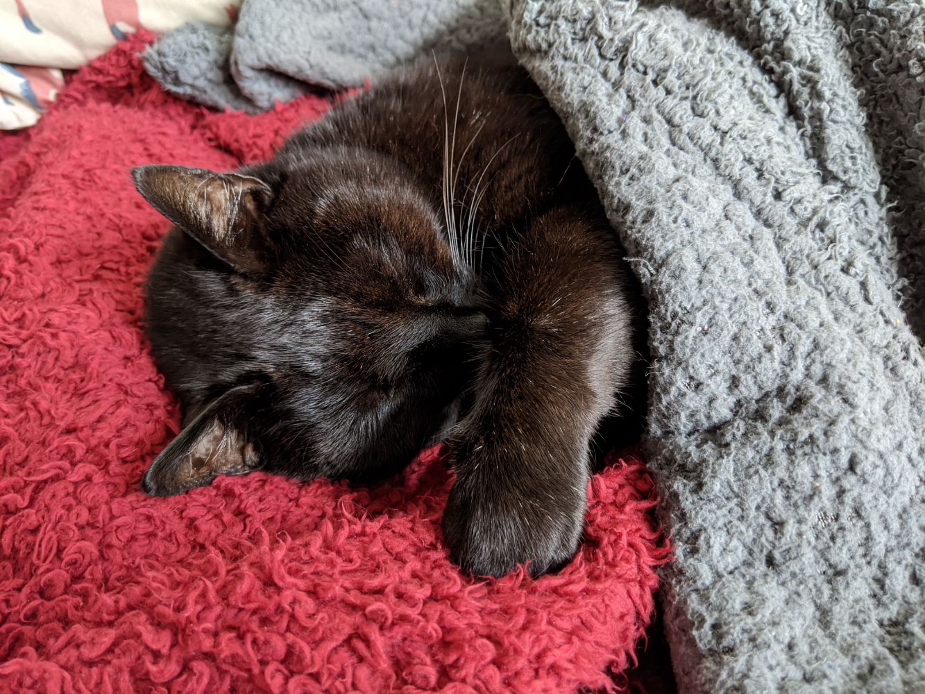 Black cat flopped on his side, asleep, with one paw stretched over him
