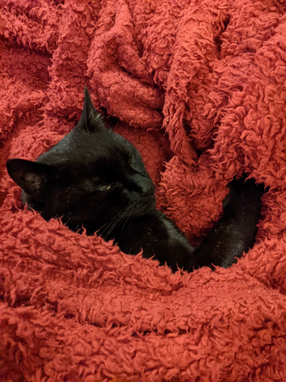 Black cat lying on a red blanket, which is all wrapped around him, looking up at the camera a little sleepily