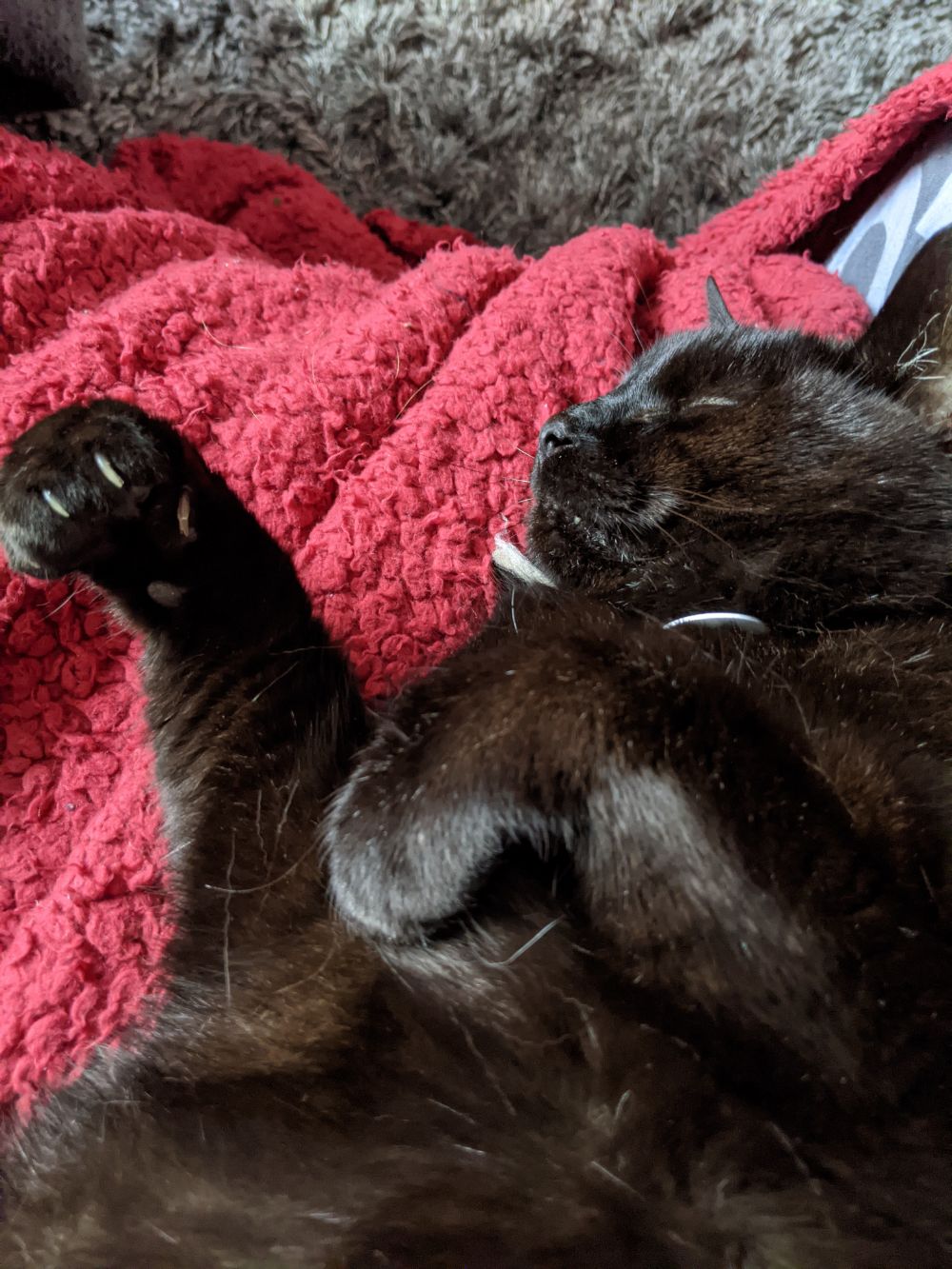 A black cat, lying on his back on a red blanket, with his paws super curled
