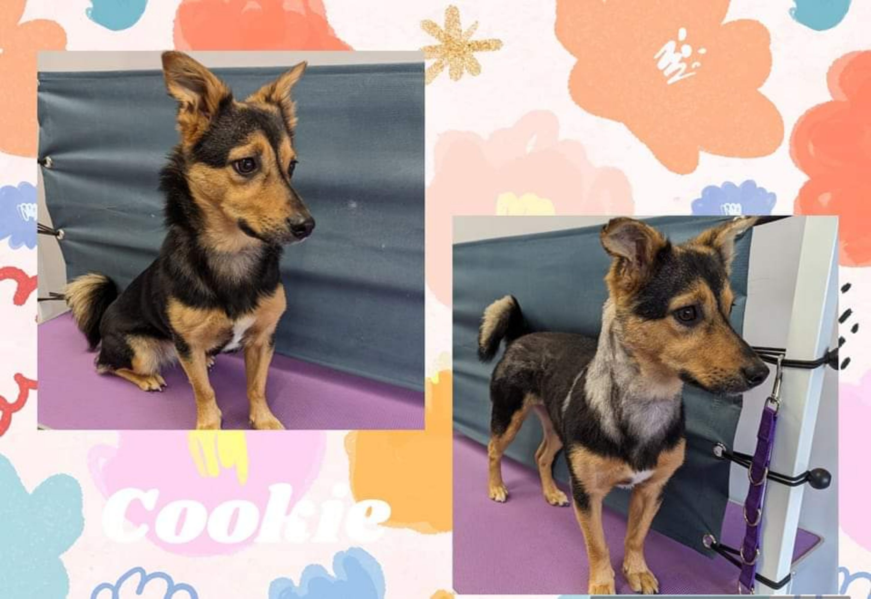 A "before" and "after" photo of Cookie at the groomers, with the "before" photo of her looking super fluffy, and the "after" photo where she looks much more well kept, with a large amount of white fur around her neck and a bit on her back which was not present in the "before" photo