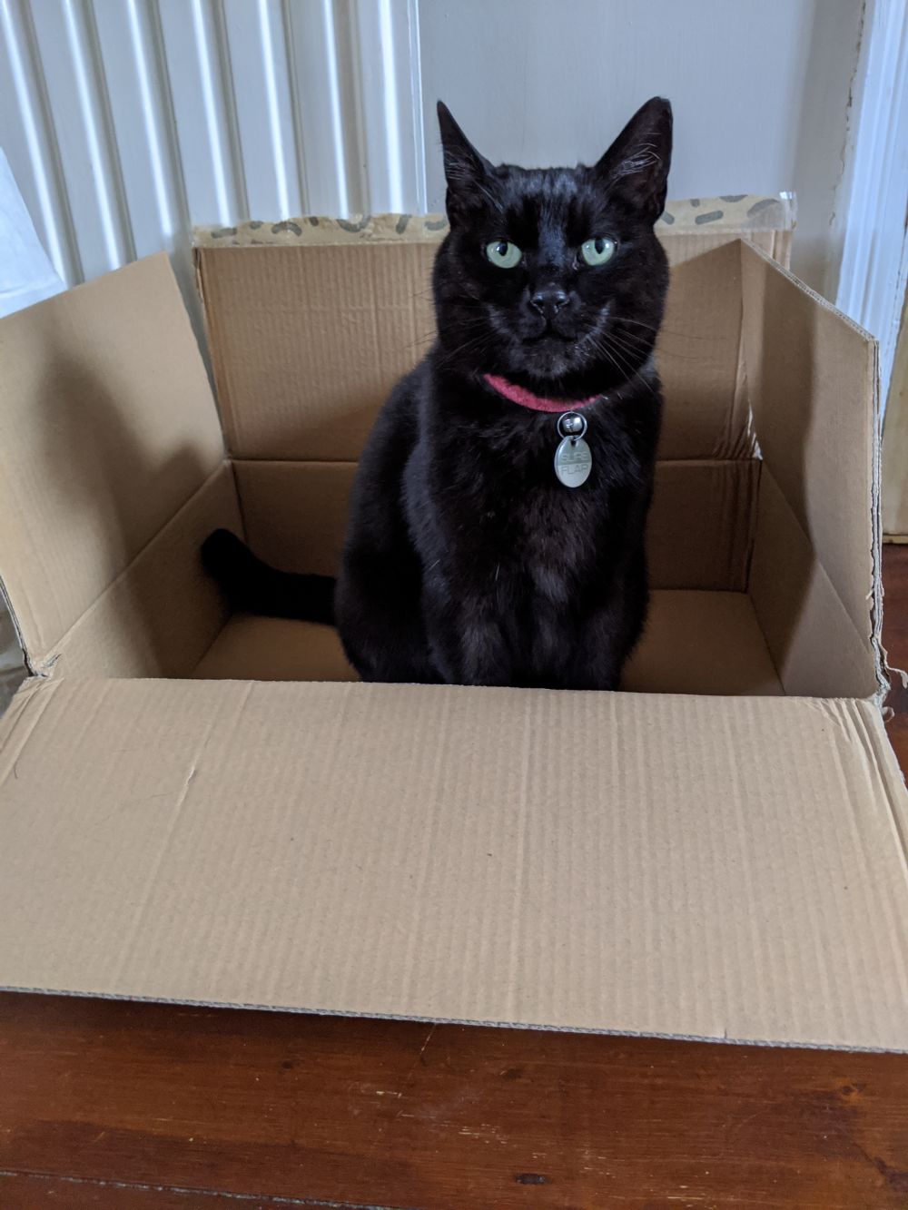 Black cat sitting in a box, looking at the camera