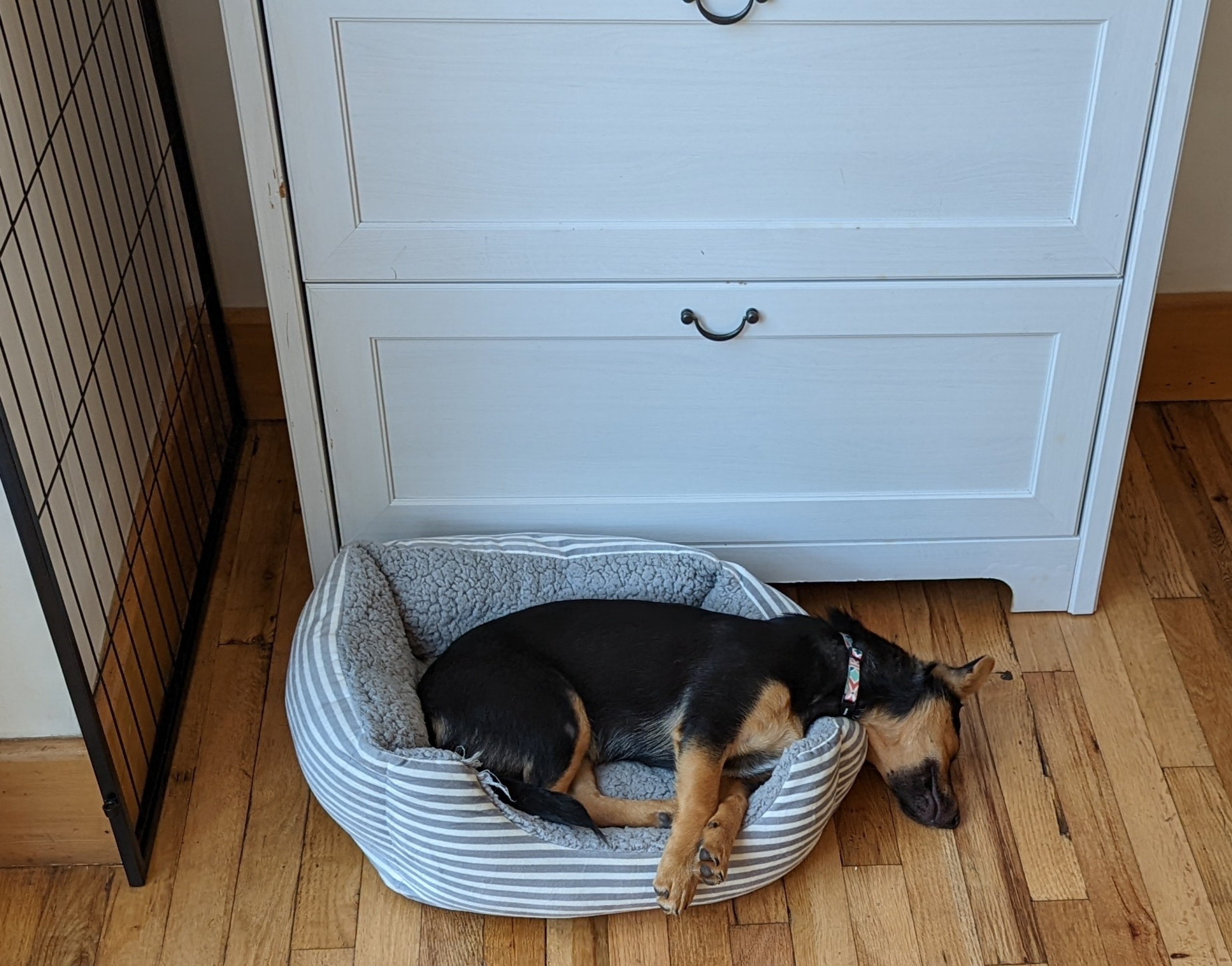 Cookie the dog sleeping in her bed, which is a little too small for her so her head is flopped out the side, very deeply asleep