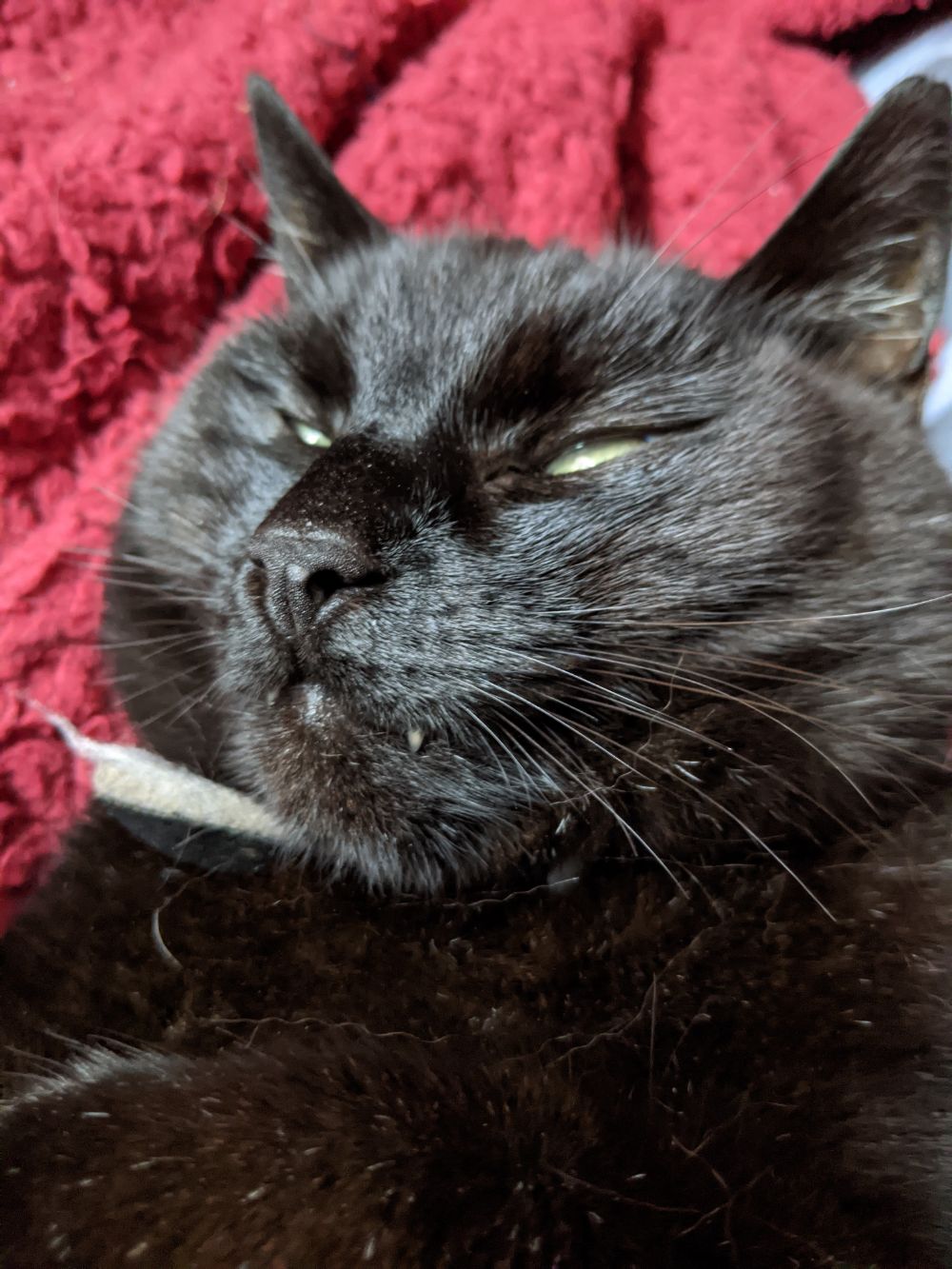 A close shot of a black Cat's face, looking rather unimpressed at Jamie for taking this photo