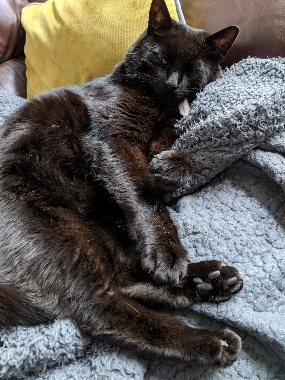 Black cat lying on a grey blanket, a muddle of paws outstretched, looking sleepy